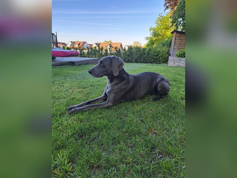 Weimaraner-Hündin, 6 Jahre alt, aus Zeitmangel abzugeben