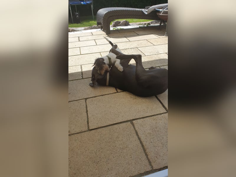 Weimaraner-Hündin, 6 Jahre alt, aus Zeitmangel abzugeben