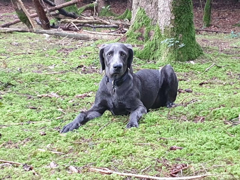 Weimaraner-Hündin, 6 Jahre alt, aus Zeitmangel abzugeben