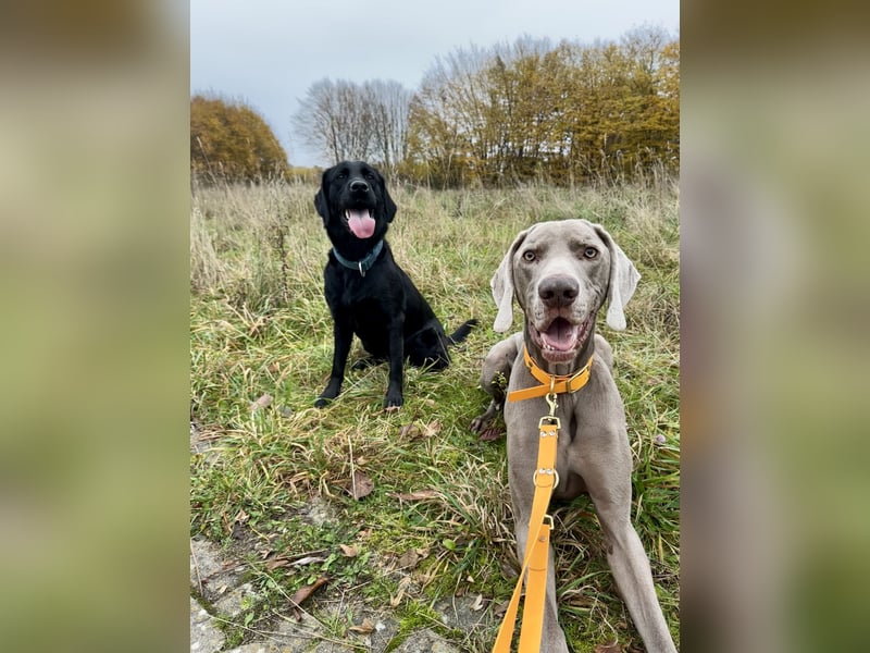 Weimaraner abzugeben