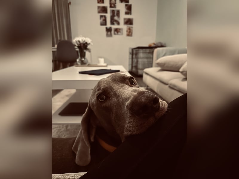 Weimaraner abzugeben