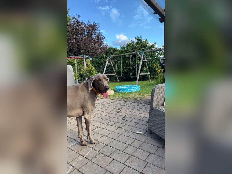 Weimaraner abzugeben