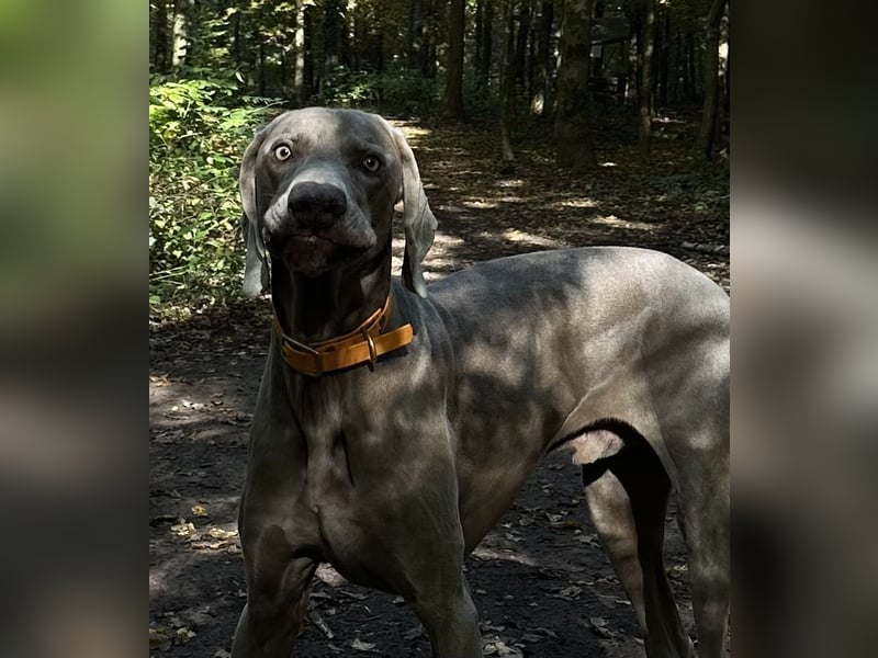 Weimaraner abzugeben