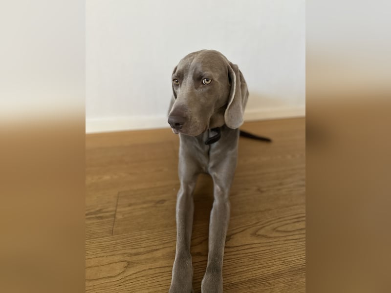 Weimaraner sucht neues Zuhause