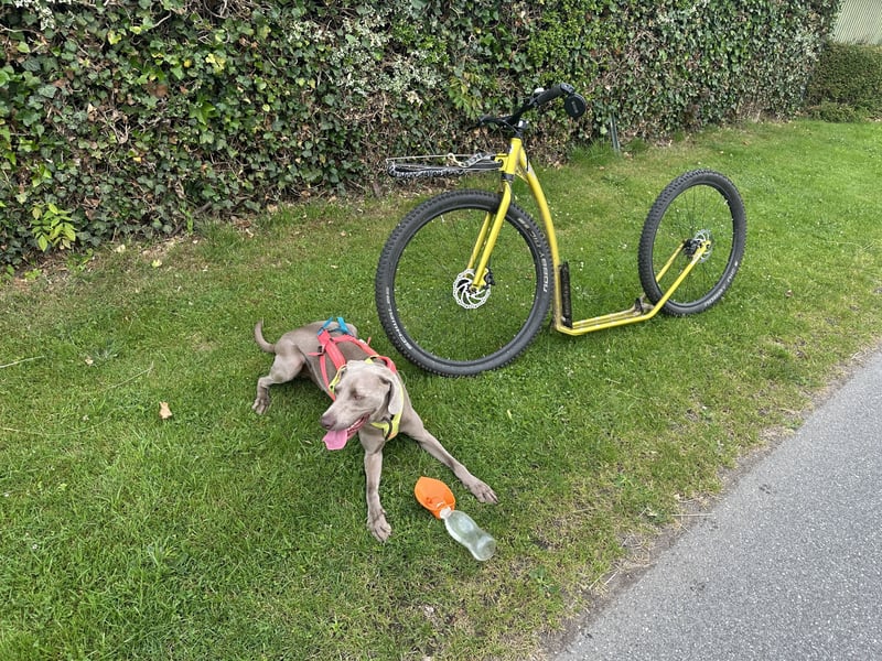 Weimaraner sucht neues Zuhause