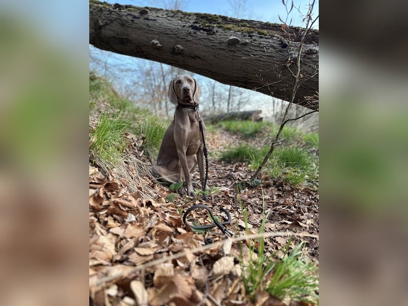 Weimaraner sucht neues Zuhause