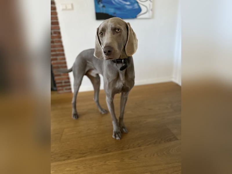 Weimaraner sucht neues Zuhause