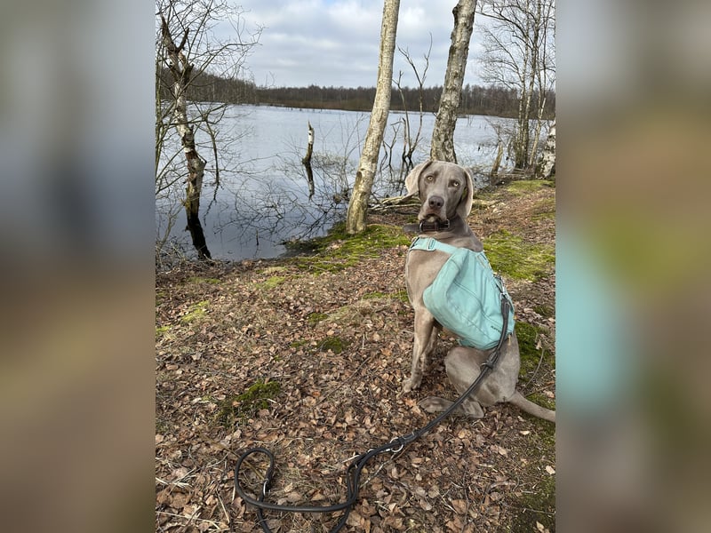 Weimaraner sucht neues Zuhause