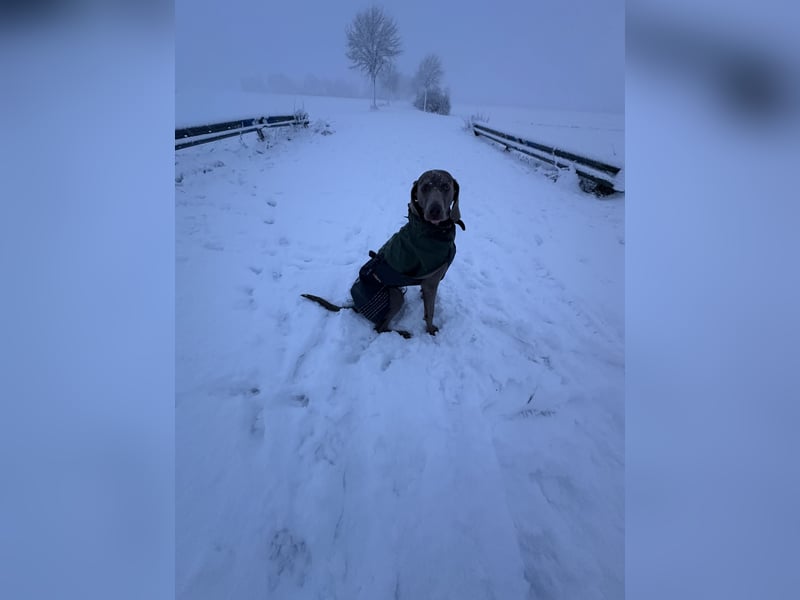 Weimaraner sucht neues Zuhause