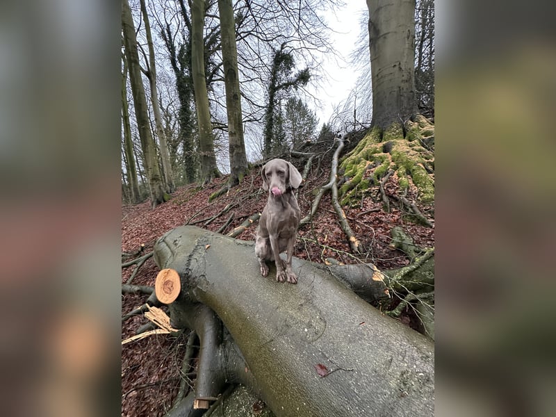 Weimaraner sucht neues Zuhause