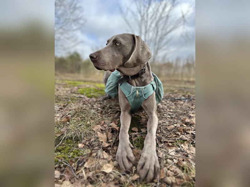 Weimaraner sucht neues Zuhause
