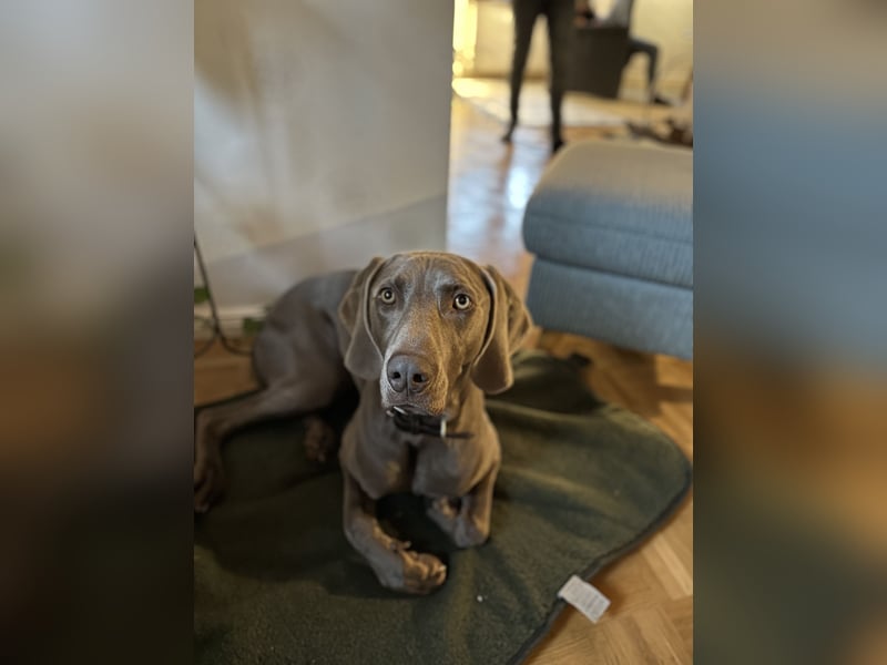 Weimaraner sucht neues Zuhause