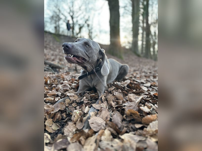Weimaraner sucht neues Zuhause