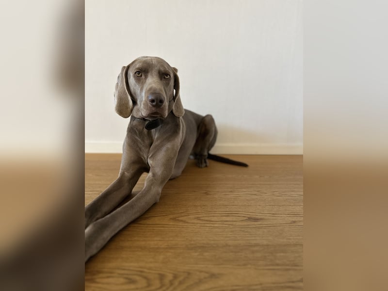 Weimaraner sucht neues Zuhause