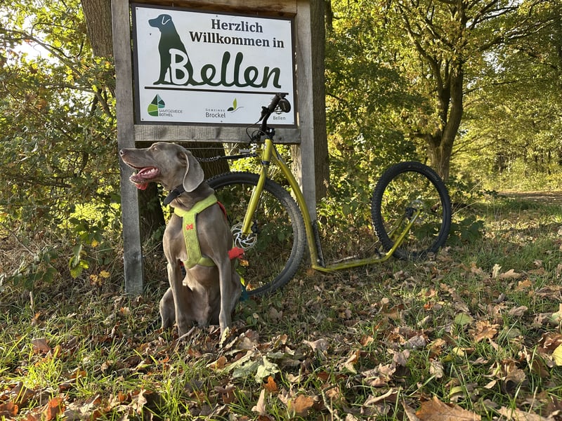 Weimaraner sucht neues Zuhause