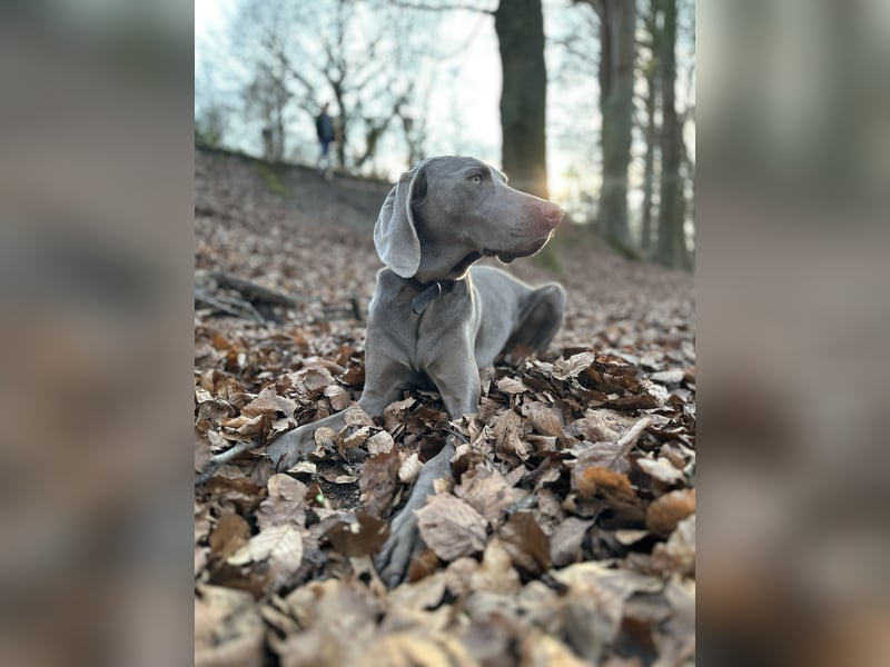 Weimaraner sucht neues Zuhause