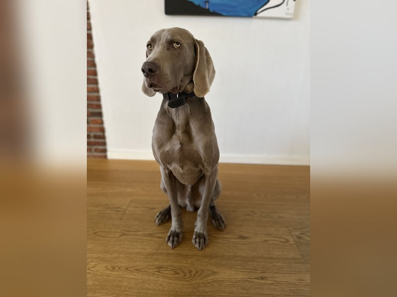 Weimaraner sucht neues Zuhause
