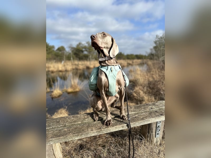 Weimaraner sucht neues Zuhause