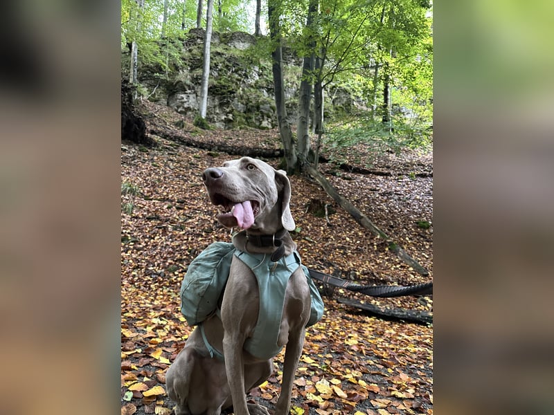 Weimaraner sucht neues Zuhause