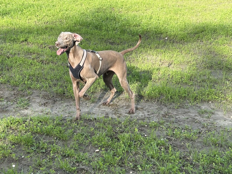 Apollo sucht Aufgabe