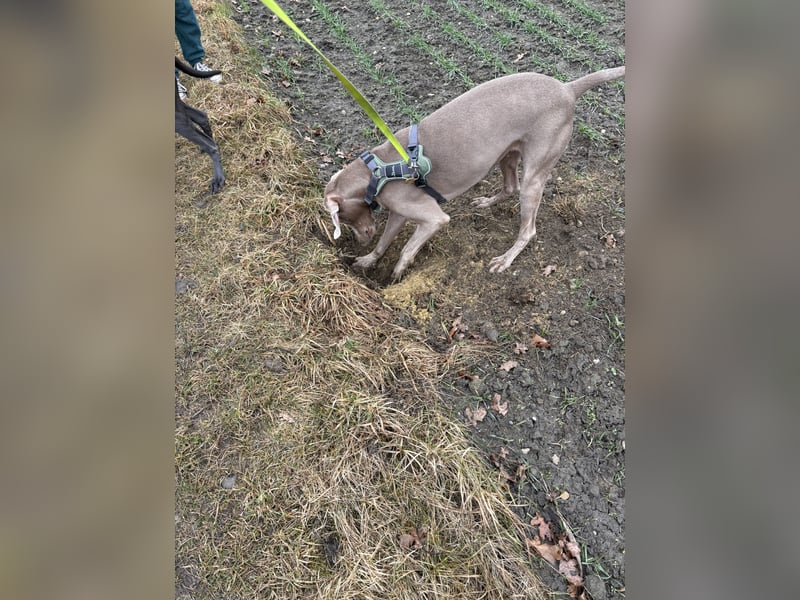 Apollo sucht Aufgabe