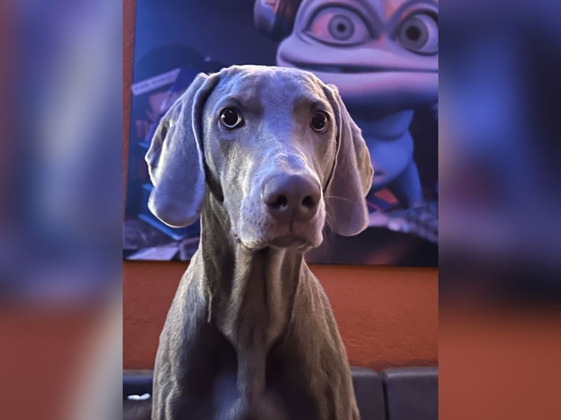 Apollo sucht Aufgabe