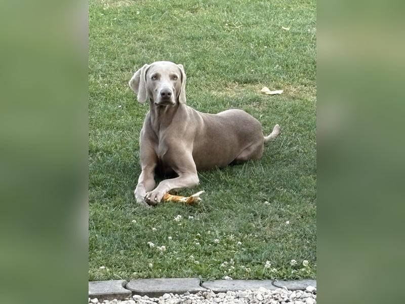 Apollo sucht Aufgabe