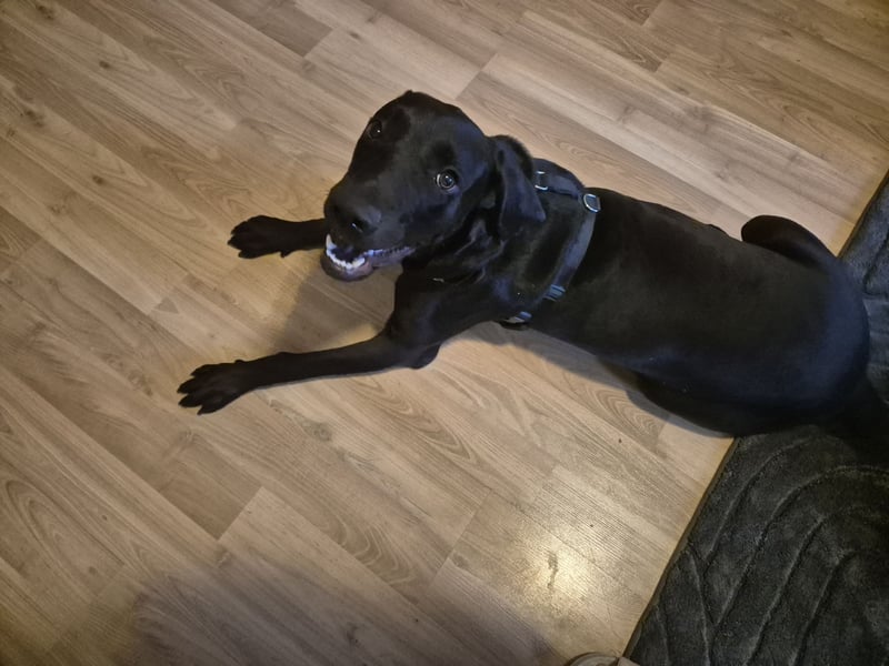 Weimarer/Labradormix