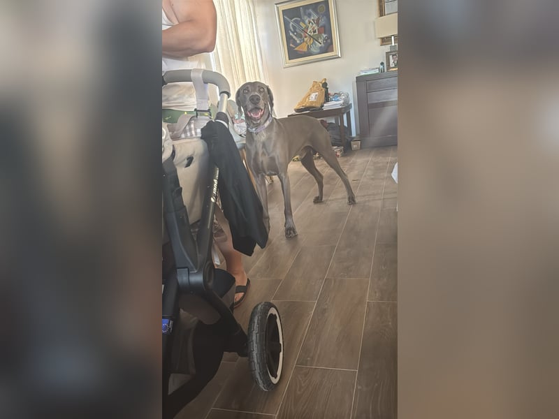 Drogo - wunderschöner Jagdhund mit sanftem Wesen und Herz für Katzen