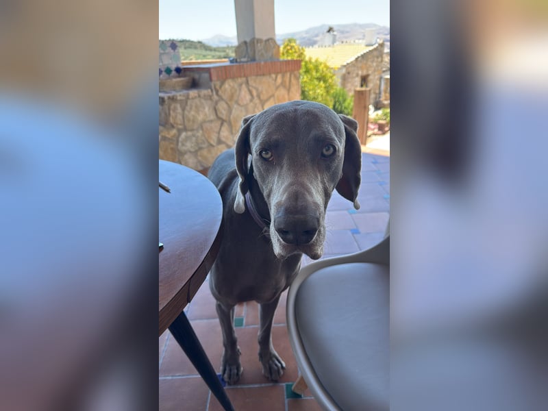 Drogo - wunderschöner Jagdhund mit sanftem Wesen und Herz für Katzen