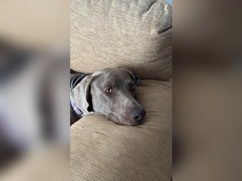 Drogo - wunderschöner Jagdhund mit sanftem Wesen und Herz für Katzen