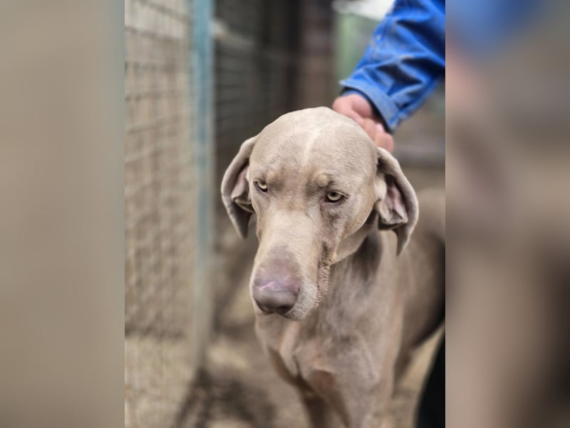 Füge VA – charakterstarker Weimaraner sucht erfahrene Einzelperson mit Führungsqualität