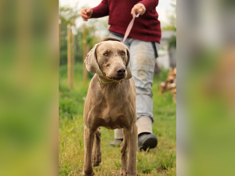 Füge VA – charakterstarker Weimaraner sucht erfahrene Einzelperson mit Führungsqualität
