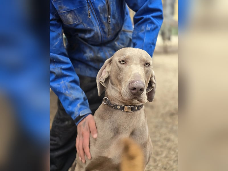 Füge VA – charakterstarker Weimaraner sucht erfahrene Einzelperson mit Führungsqualität