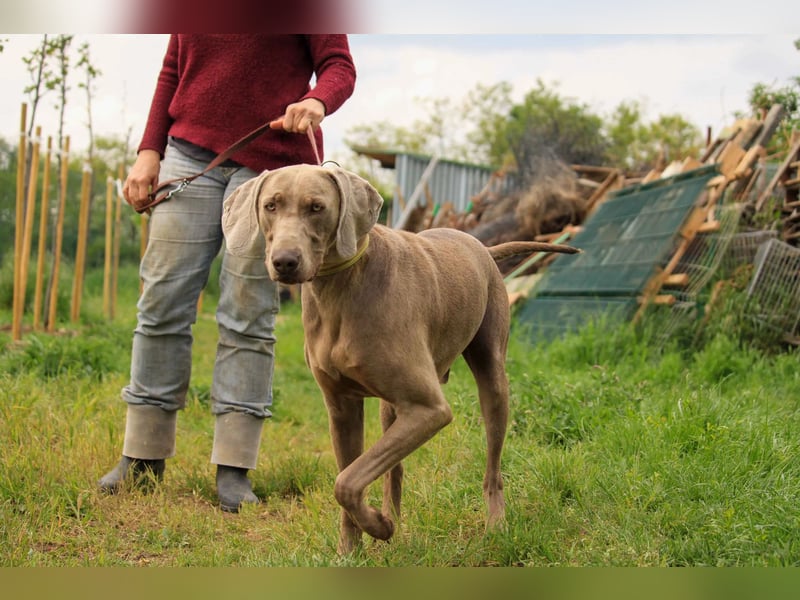 Füge VA – charakterstarker Weimaraner sucht erfahrene Einzelperson mit Führungsqualität