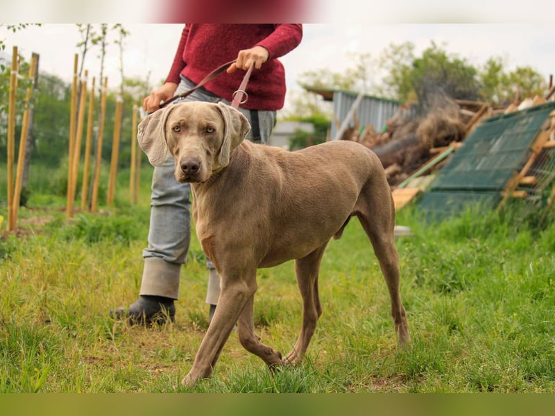 Füge VA – charakterstarker Weimaraner sucht erfahrene Einzelperson mit Führungsqualität