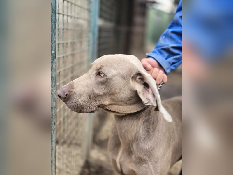Füge VA – charakterstarker Weimaraner sucht erfahrene Einzelperson mit Führungsqualität