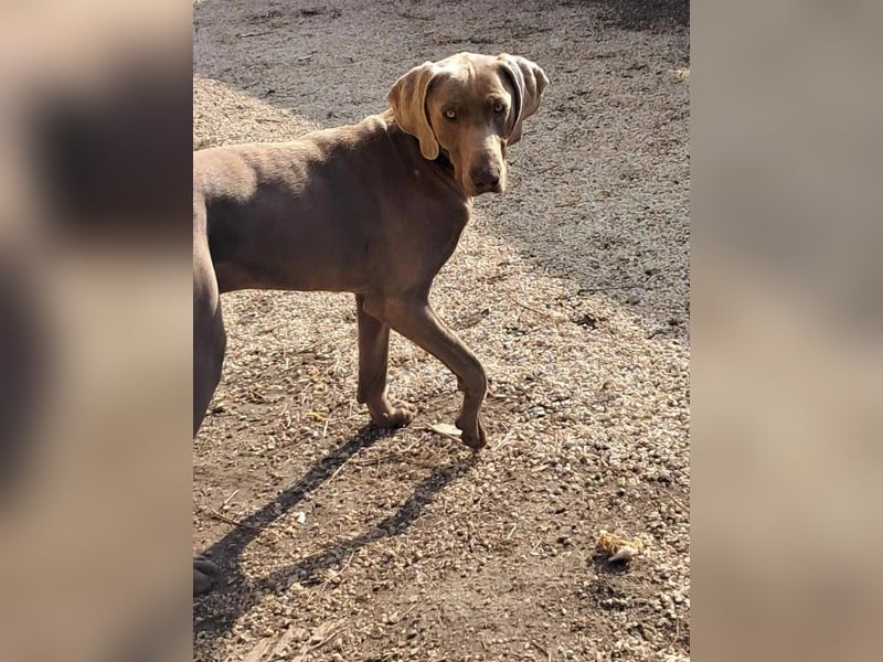 Füge VA – charakterstarker Weimaraner sucht erfahrene Einzelperson mit Führungsqualität