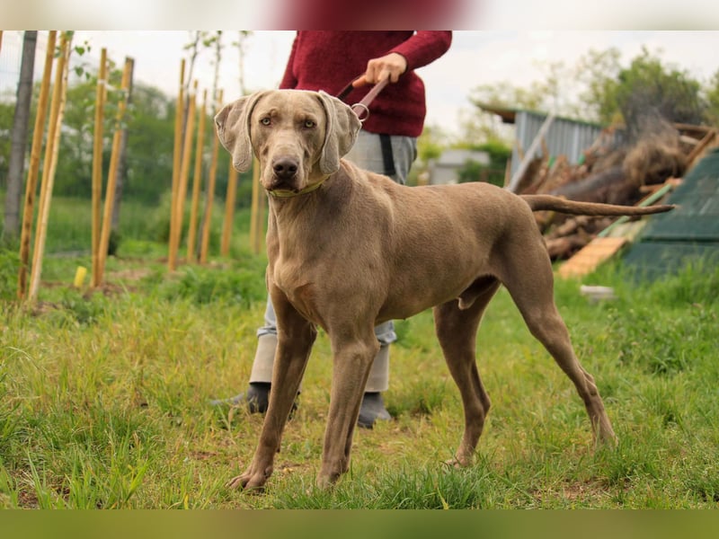 Füge VA – charakterstarker Weimaraner sucht erfahrene Einzelperson mit Führungsqualität