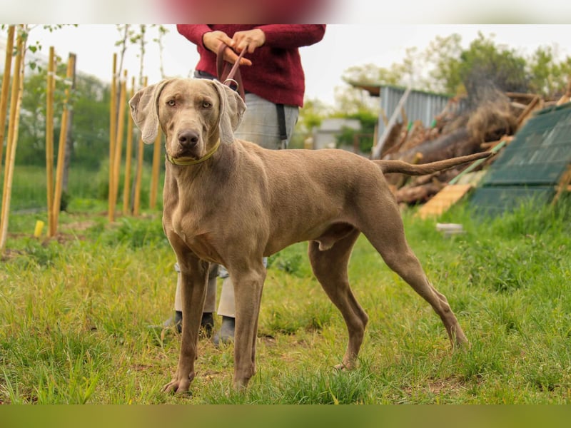 Füge VA – charakterstarker Weimaraner sucht erfahrene Einzelperson mit Führungsqualität