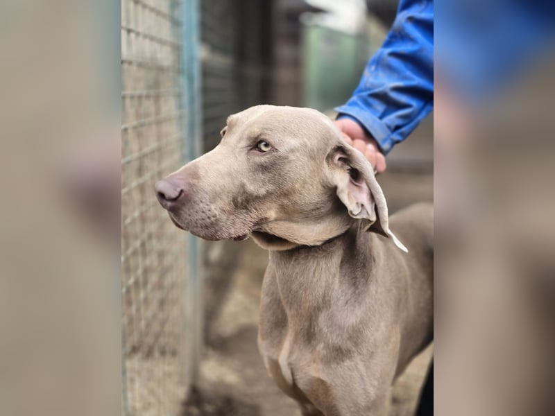 Füge VA – charakterstarker Weimaraner sucht erfahrene Einzelperson mit Führungsqualität
