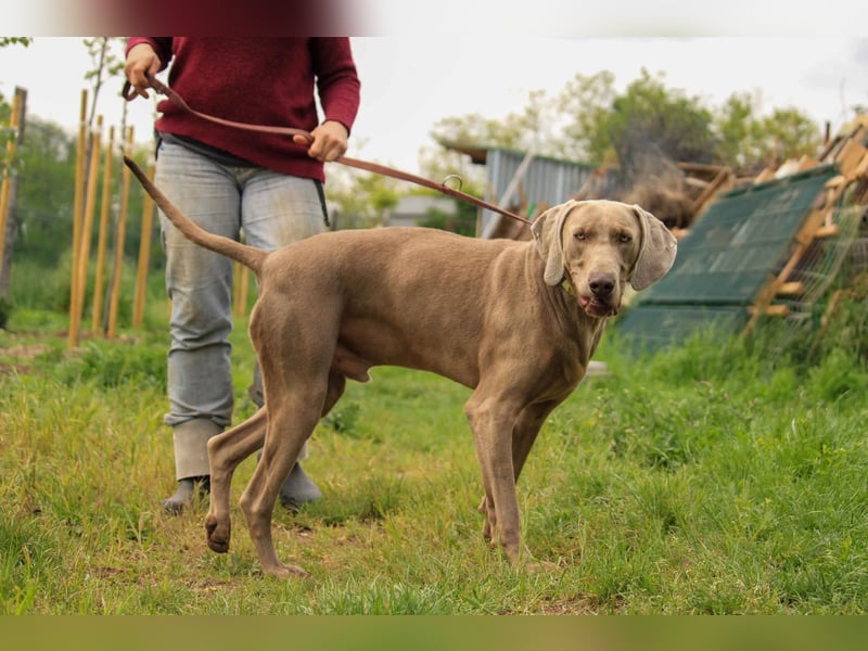 Füge VA – charakterstarker Weimaraner sucht erfahrene Einzelperson mit Führungsqualität