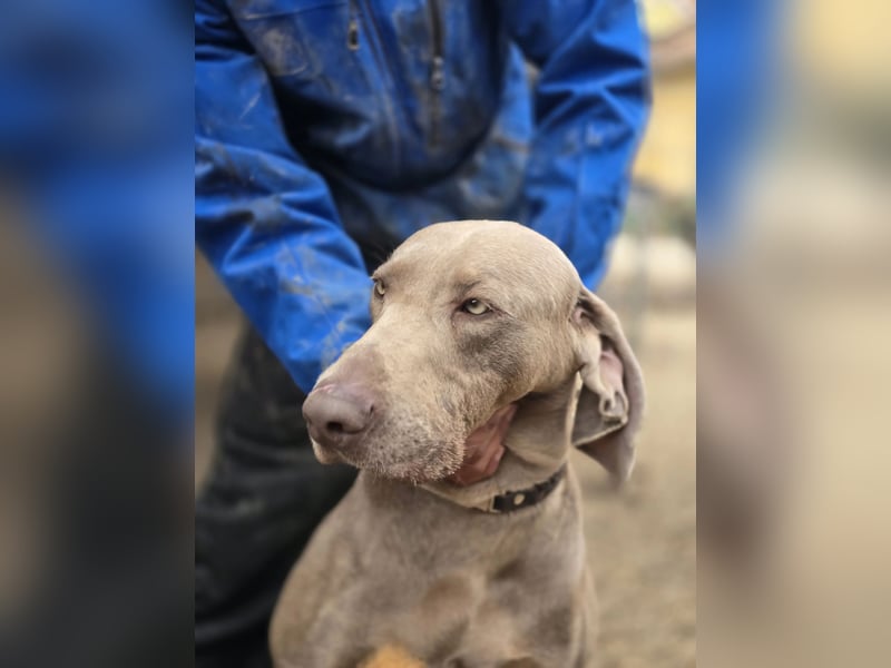 Füge VA – charakterstarker Weimaraner sucht erfahrene Einzelperson mit Führungsqualität