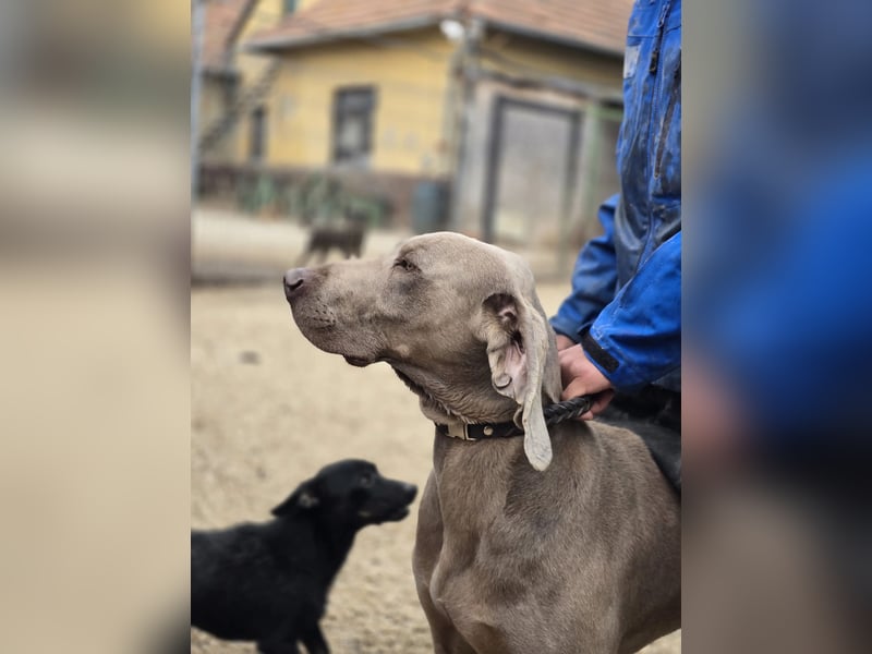 Füge VA – charakterstarker Weimaraner sucht erfahrene Einzelperson mit Führungsqualität