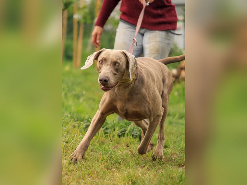 Füge VA – charakterstarker Weimaraner sucht erfahrene Einzelperson mit Führungsqualität
