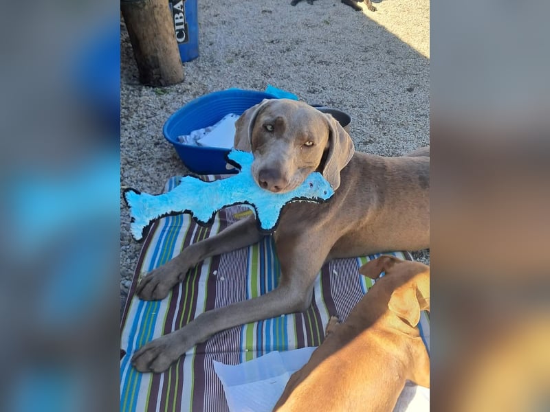 Füge VA – charakterstarker Weimaraner sucht erfahrene Einzelperson mit Führungsqualität