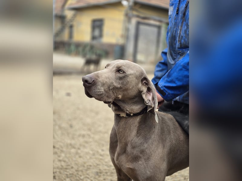 Füge VA – charakterstarker Weimaraner sucht erfahrene Einzelperson mit Führungsqualität