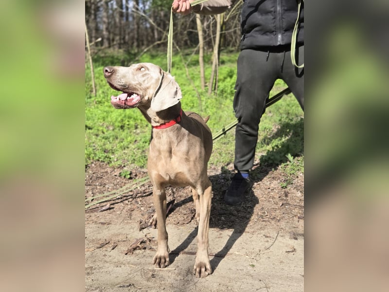 Füge, bildhübscher Weimaraner Rüde geb. 01/2023