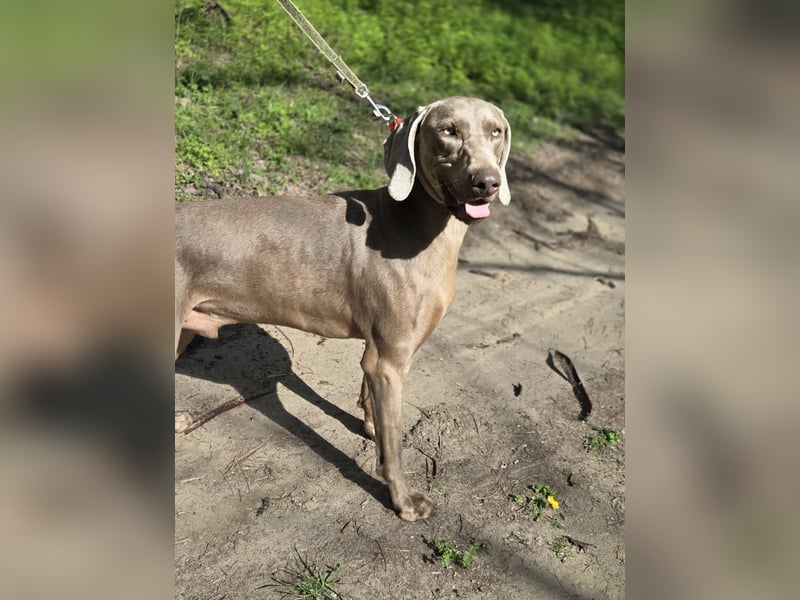 Füge, bildhübscher Weimaraner Rüde geb. 01/2023