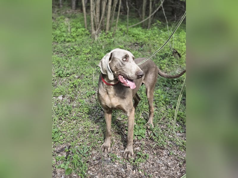 Füge, bildhübscher Weimaraner Rüde geb. 01/2023